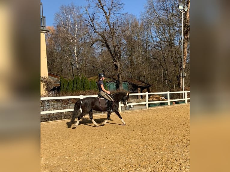 Welsh B Jument 17 Ans 130 cm Noir in Karlsfeld