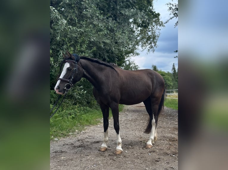 Welsh B Jument 17 Ans 130 cm Noir in Karlsfeld