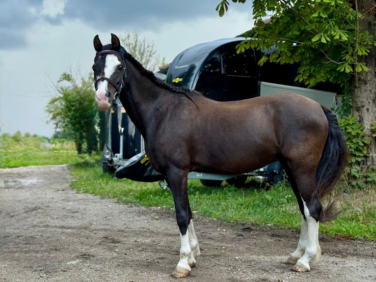 Welsh B Jument 17 Ans 130 cm Noir in Karlsfeld