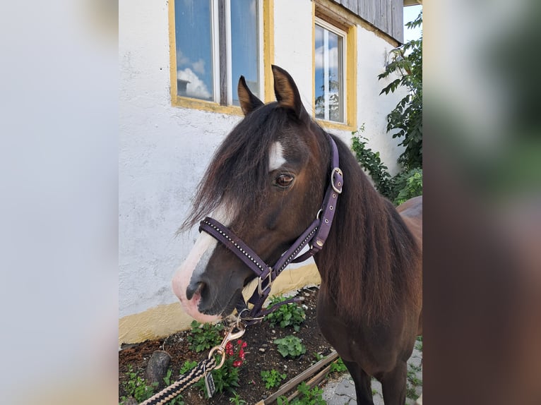 Welsh B Jument 17 Ans 130 cm Noir in Karlsfeld