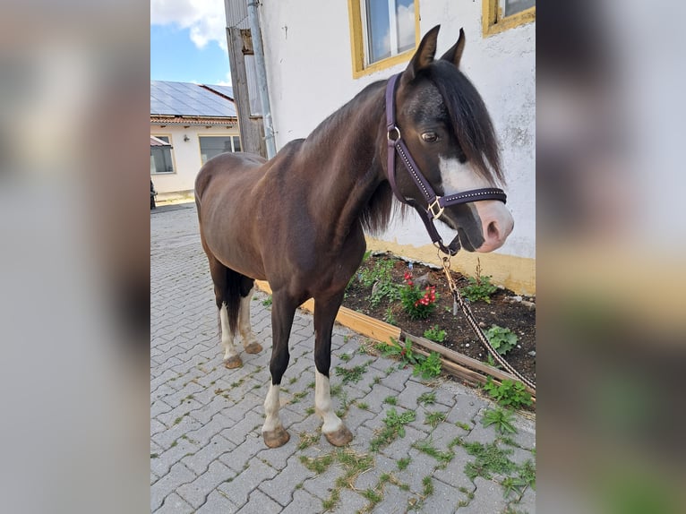 Welsh B Jument 17 Ans 130 cm Noir in Karlsfeld