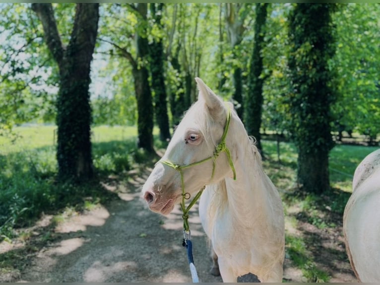 Welsh B Croisé Jument 18 Ans 140 cm Blanc in Lorp-Sentaraille
