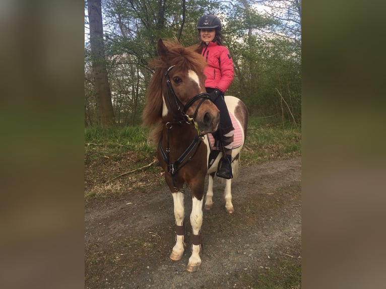 Welsh B Jument 19 Ans 120 cm Pinto in Vienenburg