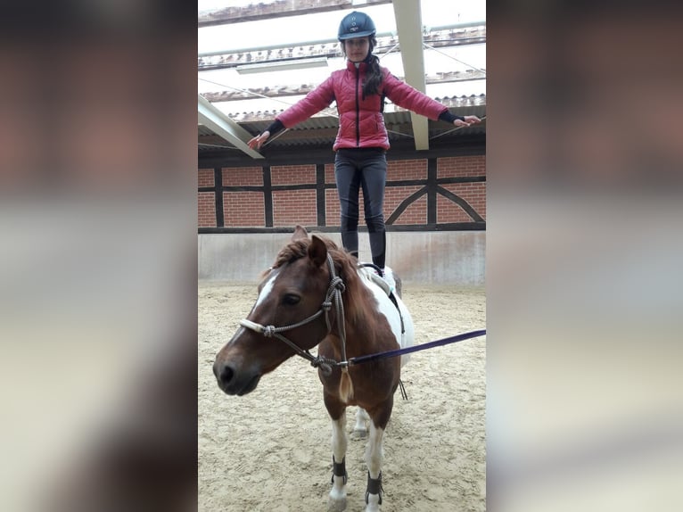 Welsh B Jument 19 Ans 120 cm Pinto in Vienenburg