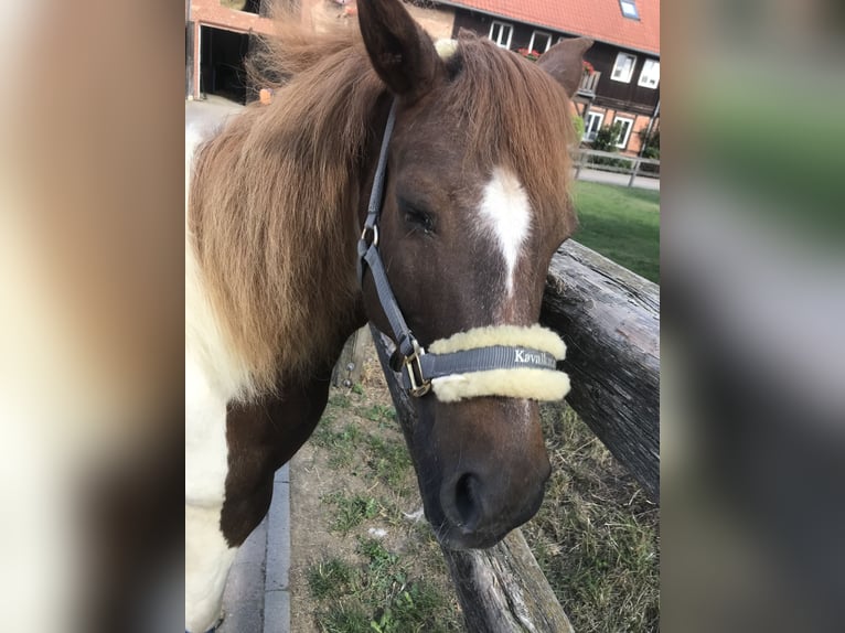 Welsh B Jument 19 Ans 120 cm Pinto in Vienenburg