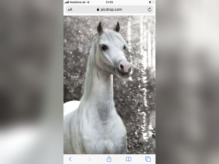 Welsh B Jument 19 Ans 133 cm Gris in ScherstettenScherstetten