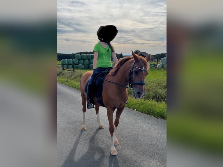 Welsh B Jument 19 Ans 140 cm Alezan in Schwarzenbach