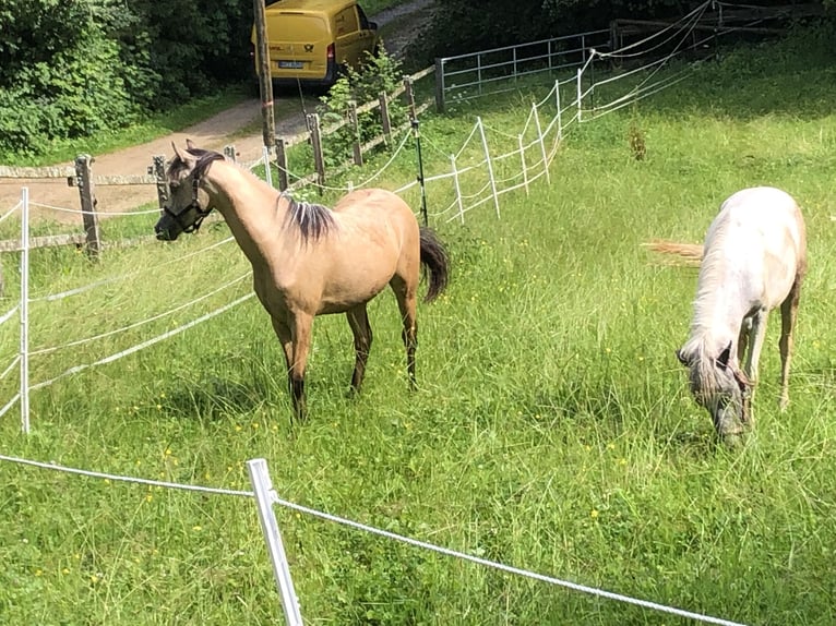 Welsh B Jument 1 Année 120 cm Buckskin in Alfdorf