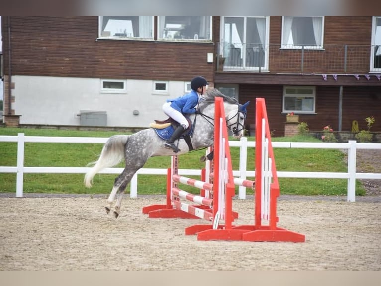 Welsh B Jument 1 Année 132 cm Alezan in la chapelle bâton