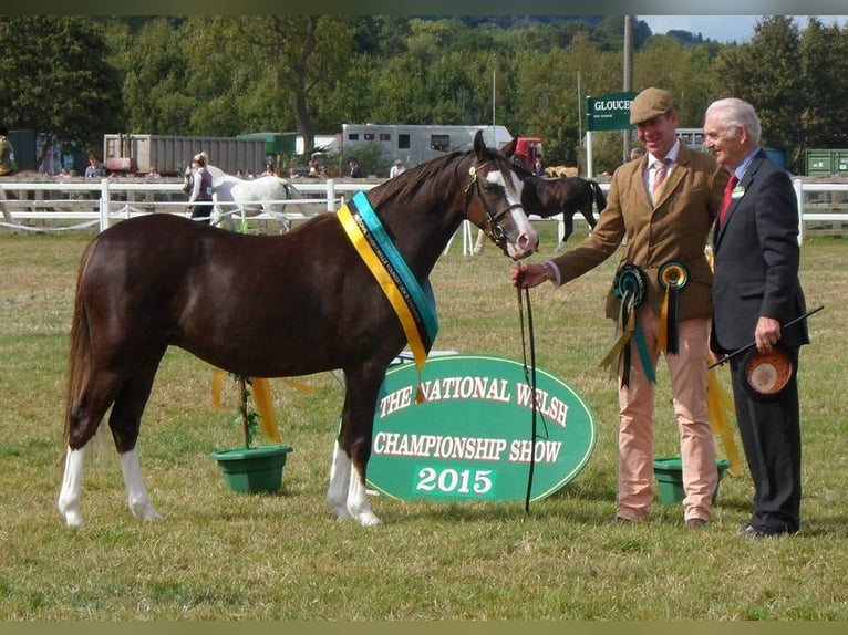Welsh B Jument 1 Année 132 cm Alezan in la chapelle bâton