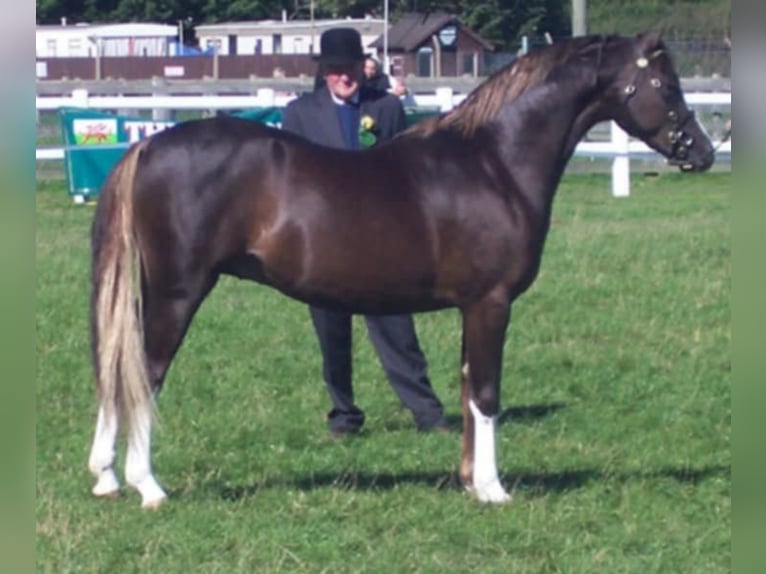 Welsh B Jument 1 Année 132 cm Alezan in la chapelle bâton
