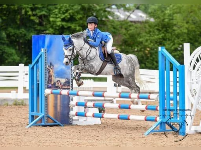 Welsh B Jument 1 Année 132 cm Alezan in la chapelle bâton