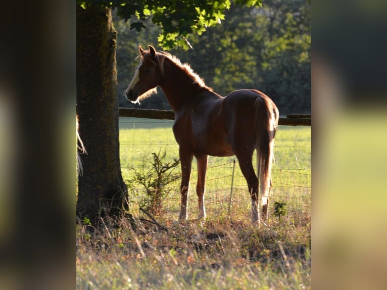 Welsh B Jument 1 Année 134 cm Alezan in Rennertshofen