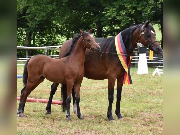 Welsh B Jument 1 Année 134 cm Bai brun in Rotenburg an der Fulda