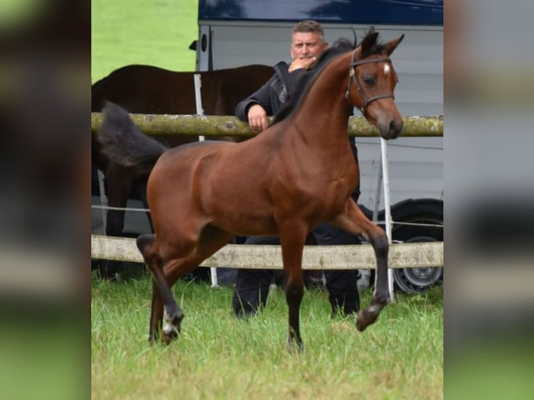 Welsh B Jument 1 Année 134 cm Bai brun in Rotenburg an der Fulda