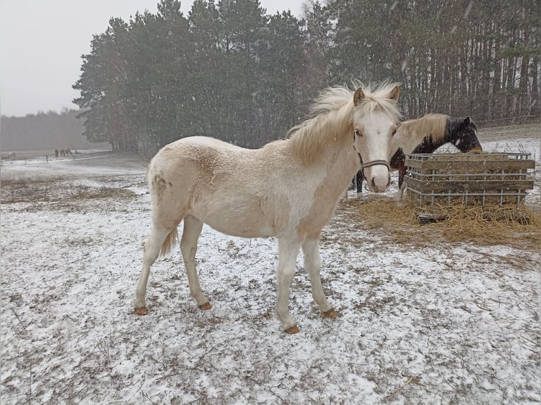 Welsh B Croisé Jument 1 Année 135 cm Palomino in Ryńsk
