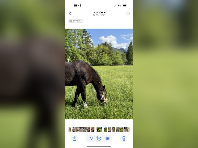 Welsh B Jument 21 Ans 130 cm Bai brun in TambergauHinterstoder