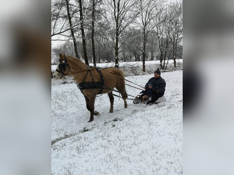 Welsh B Jument 21 Ans 134 cm Palomino in Bad Sulza