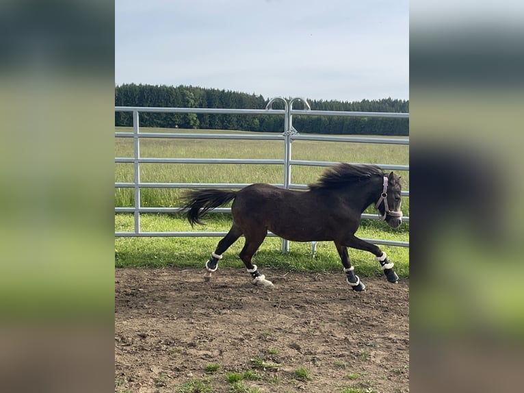 Welsh B Croisé Jument 2 Ans 115 cm Buckskin in Bad Wurzach