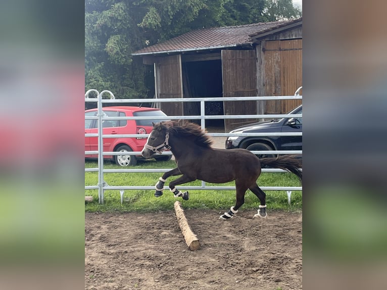 Welsh B Croisé Jument 2 Ans 115 cm Buckskin in Bad Wurzach