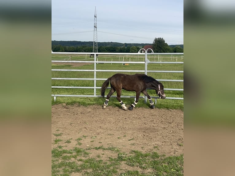 Welsh B Croisé Jument 2 Ans 115 cm Buckskin in Bad Wurzach