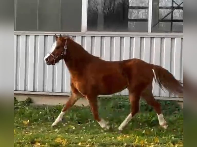 Welsh B Jument 2 Ans 120 cm Alezan in Niederzier