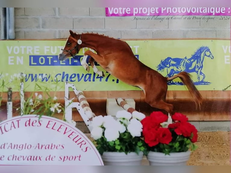 Welsh B Jument 2 Ans 120 cm Alezan in FEUGAROLLES