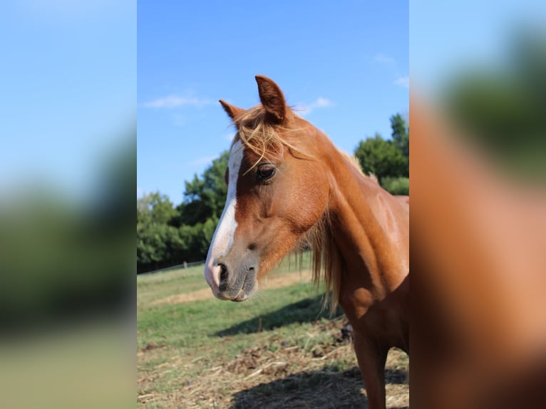 Welsh B Jument 2 Ans 120 cm Alezan in FEUGAROLLES