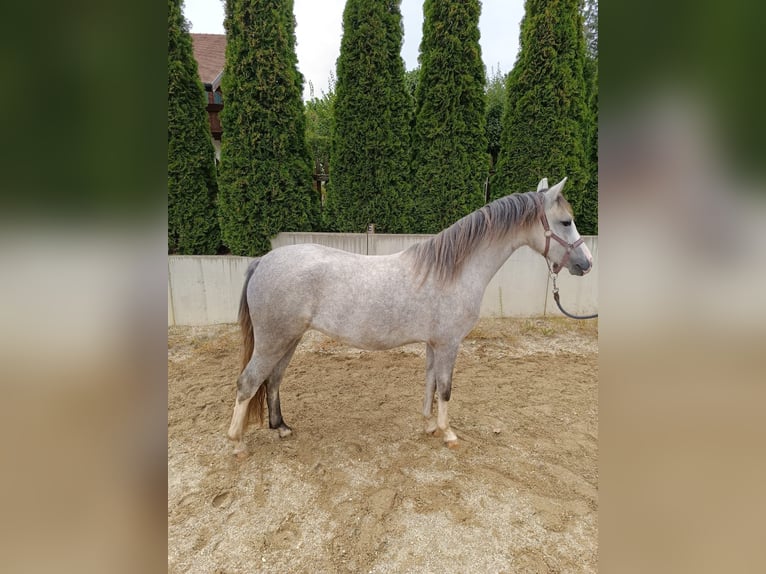 Welsh B Jument 2 Ans 125 cm in Rottenburg an der Laaber