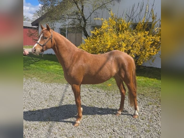 Welsh B Jument 2 Ans 130 cm Alezan in Oggelshausen