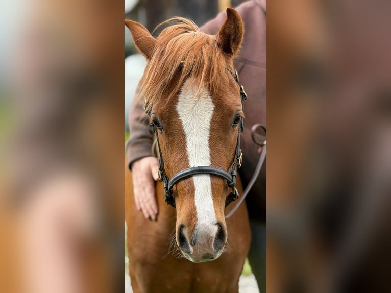 Welsh B Jument 2 Ans 130 cm Alezan in Oggelshausen