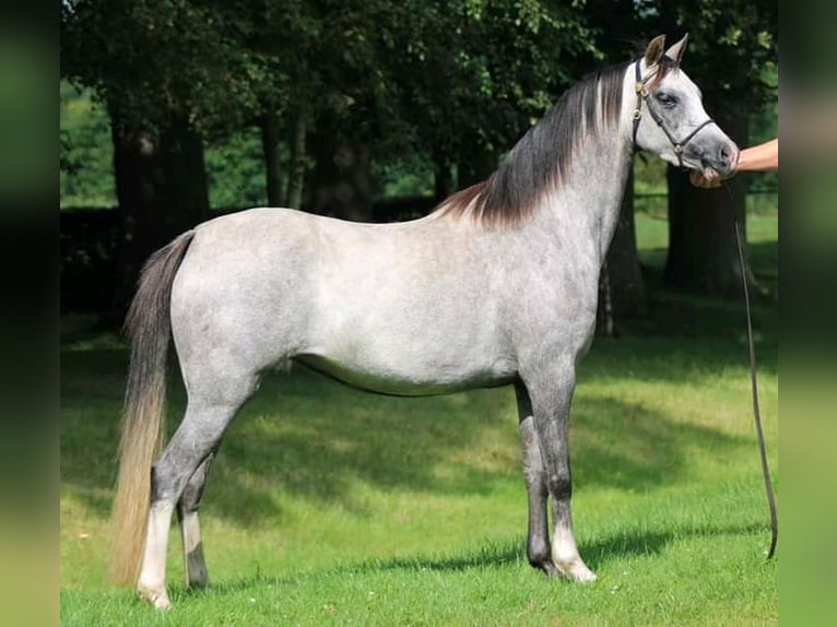 Welsh B Jument 2 Ans Rouan Bleu in Frankenberg (Eder)