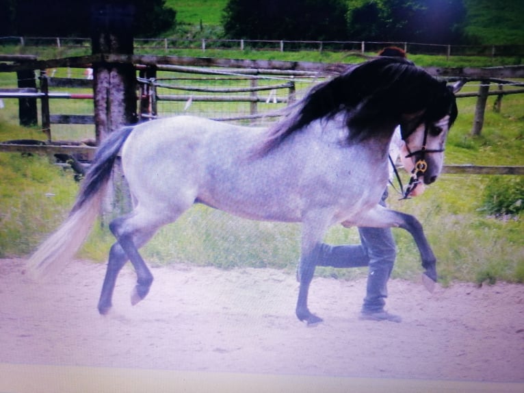 Welsh B Jument 2 Ans Rouan Bleu in Frankenberg (Eder)