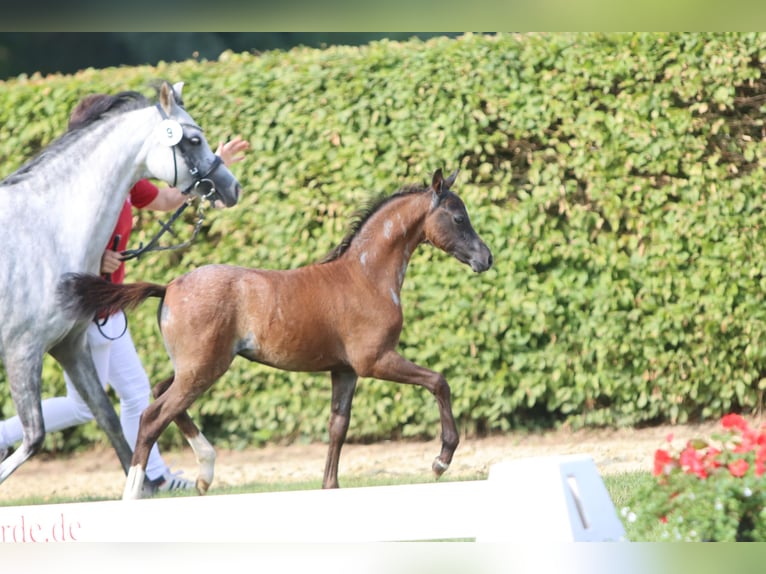 Welsh B Jument 2 Ans Rouan Bleu in Frankenberg (Eder)