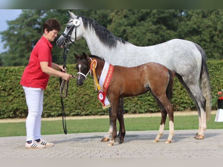 Welsh B Jument 2 Ans Rouan Bleu in Frankenberg (Eder)