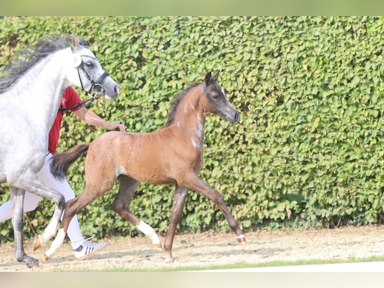 Welsh B Jument 2 Ans Rouan Bleu in Frankenberg (Eder)