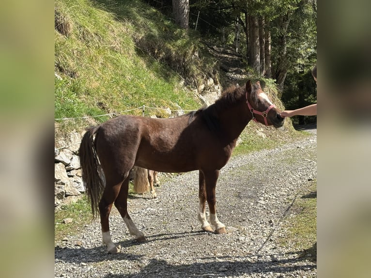 Welsh B Jument 3 Ans 125 cm Bai in Raggal