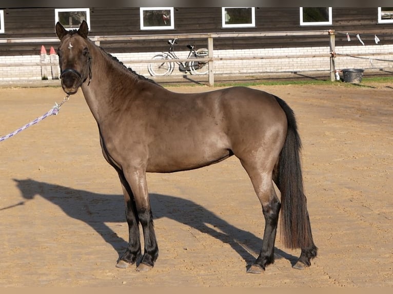 Welsh B Jument 3 Ans 125 cm Noir in Barchem