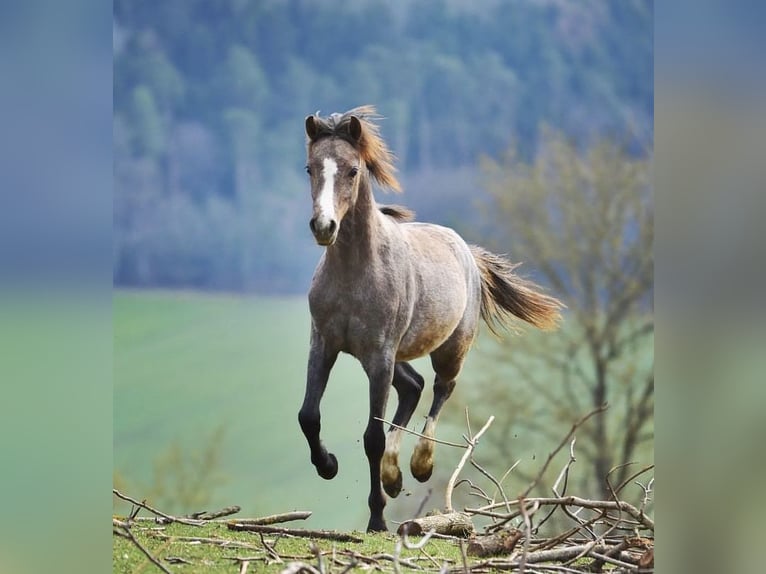 Welsh B Jument 3 Ans 125 cm Peut devenir gris in Riedering