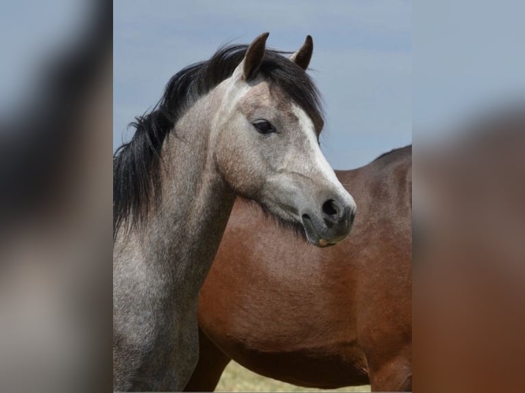 Welsh B Jument 3 Ans 125 cm Peut devenir gris in Riedering