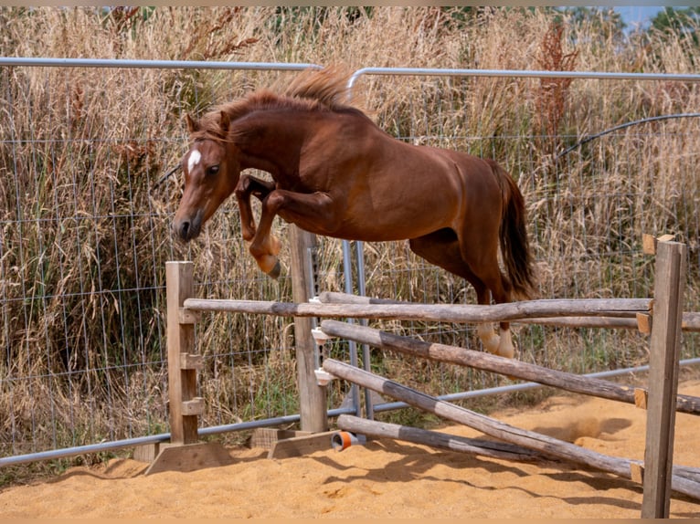 Welsh B Jument 3 Ans 126 cm Alezan in Grez-Neuville