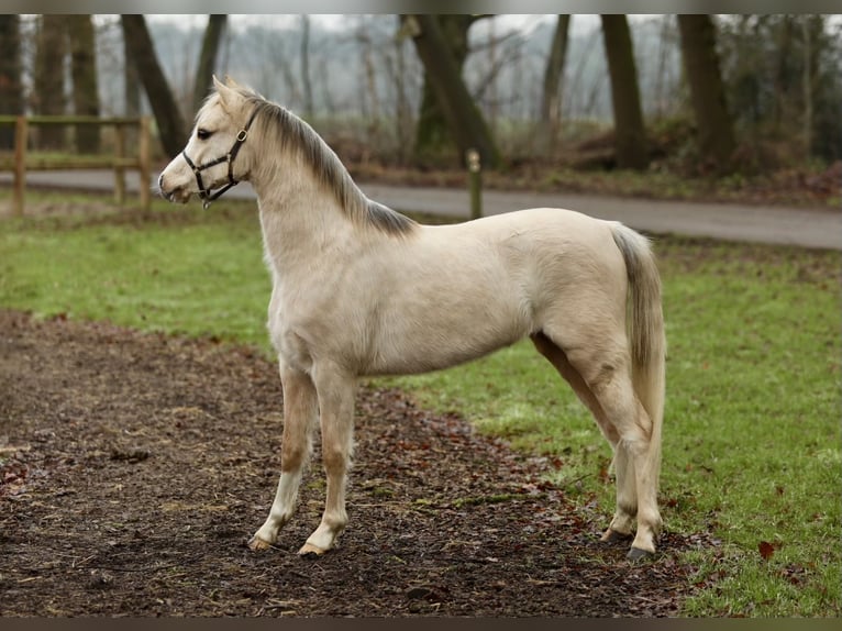 Welsh B Jument 3 Ans 126 cm Palomino in Aalten