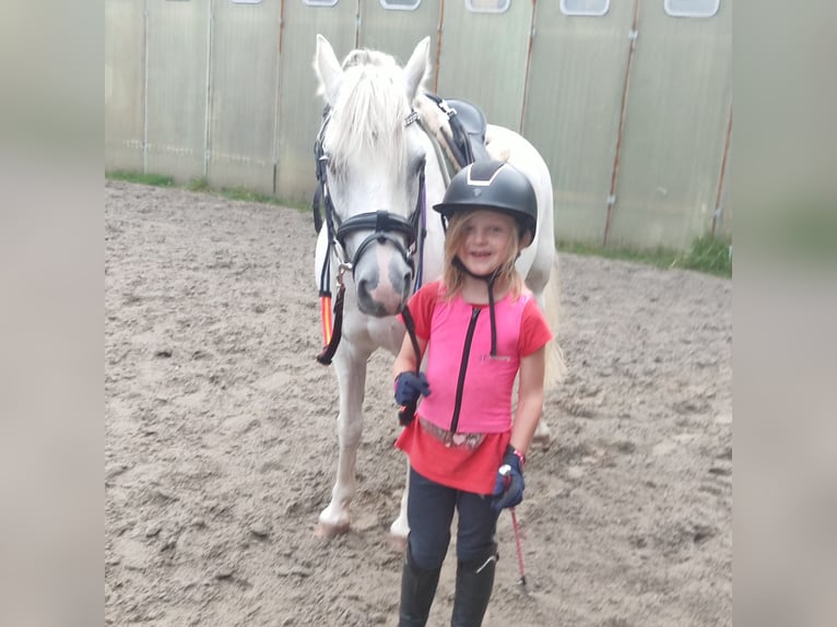 Welsh B Jument 3 Ans 130 cm Alezan in Kisdorf