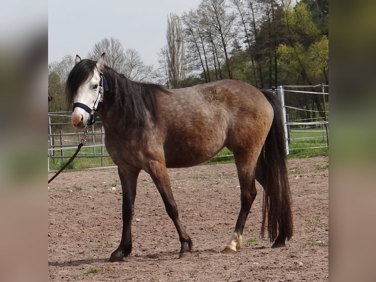 Welsh B Jument 3 Ans 130 cm Gris (bai-dun) in Diebach