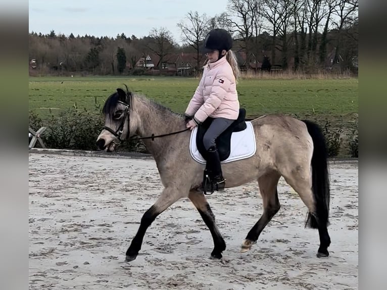 Welsh B Jument 3 Ans 131 cm Isabelle in Meppen