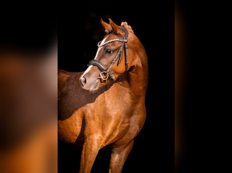 Welsh B Jument 3 Ans 132 cm Alezan in Kowalew