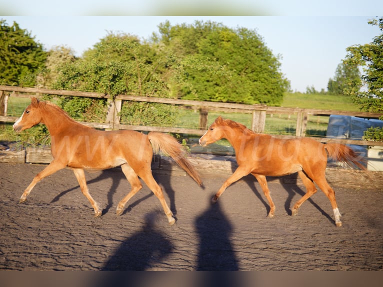 Welsh B Jument 3 Ans 133 cm Alezan in Meerbusch