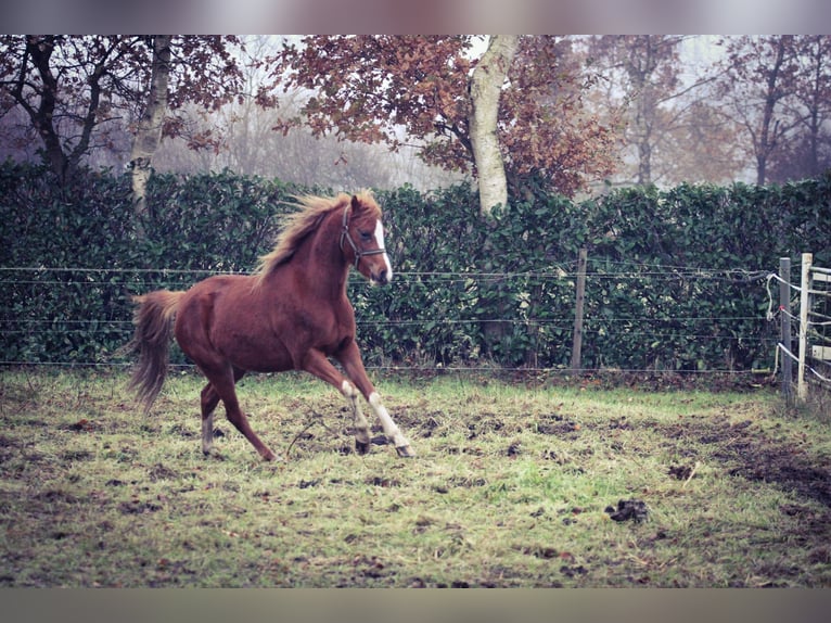 Welsh B Jument 3 Ans 133 cm Alezan in Emlichheim