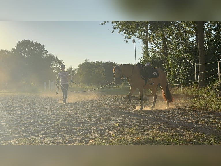 Welsh B Jument 3 Ans 133 cm Isabelle in Emsdetten