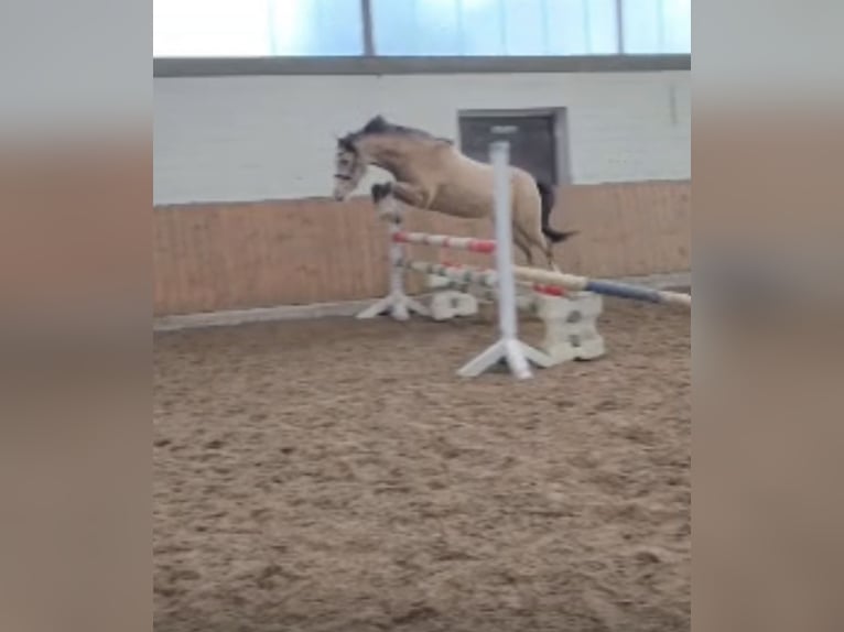 Welsh B Jument 3 Ans 133 cm Isabelle in Emsdetten